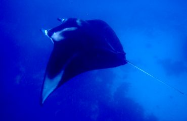 Swimming with manta rays in Raja Ampat